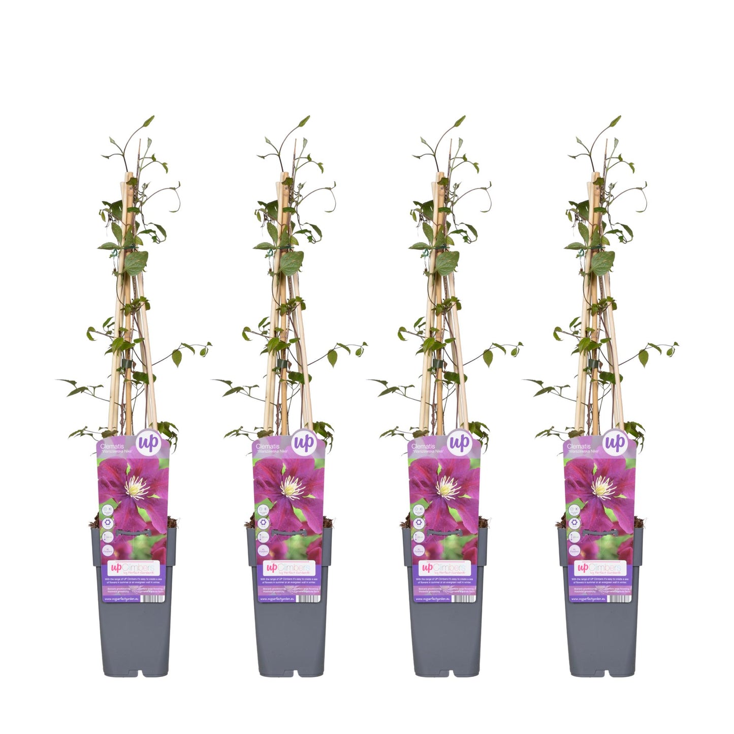 4x - Clematis Warszawska Nike - ↨65cm - Ø15 - Pflanzfix24