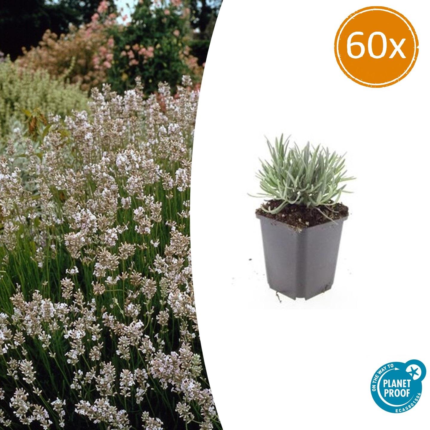 60x Lavandula 'Edelweiss' - 10-25cm - Ø9cm - Pflanzfix24