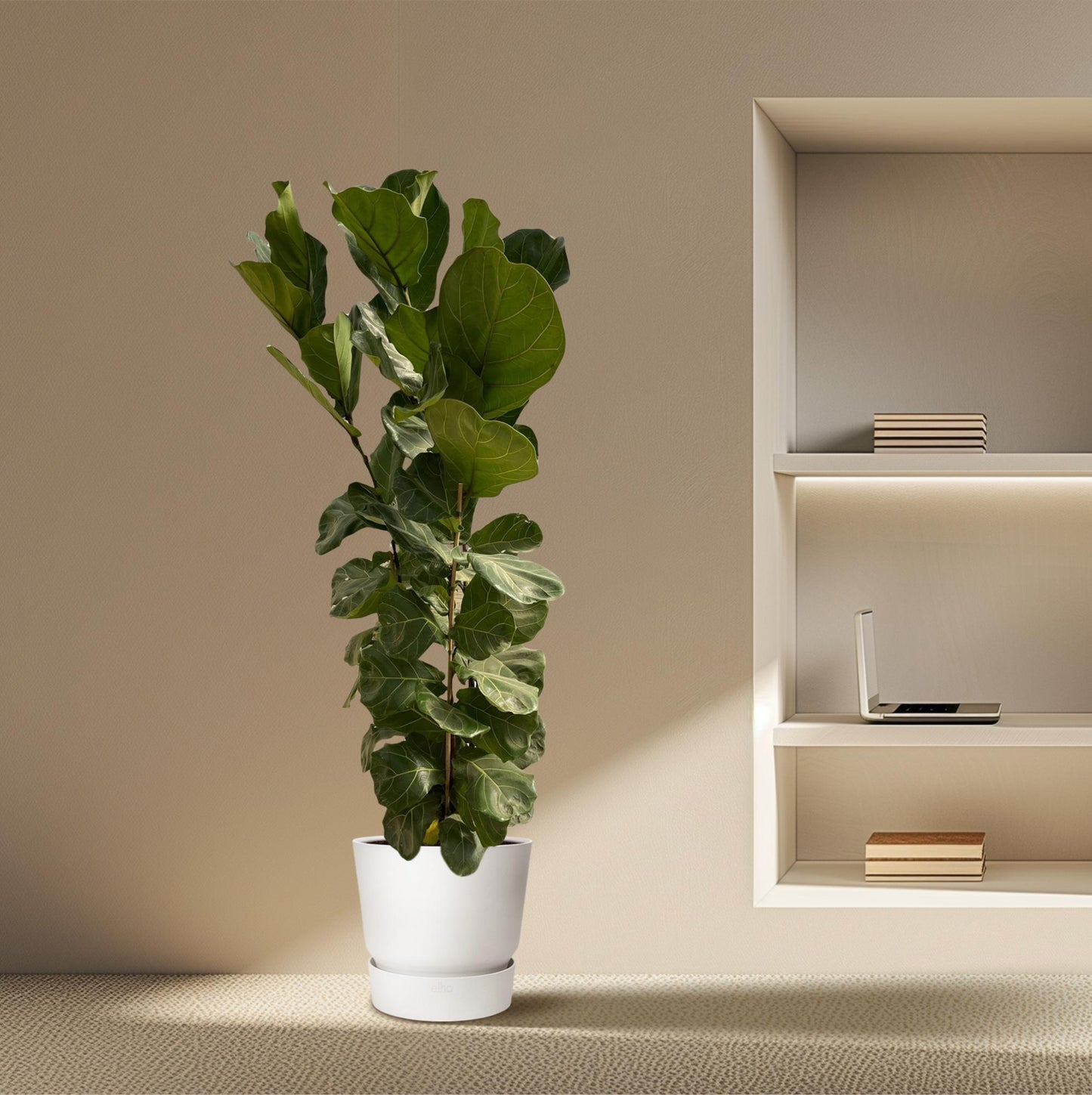 Ficus Lyrata struik - 180 cm - Ø30 von Pflanzfix24