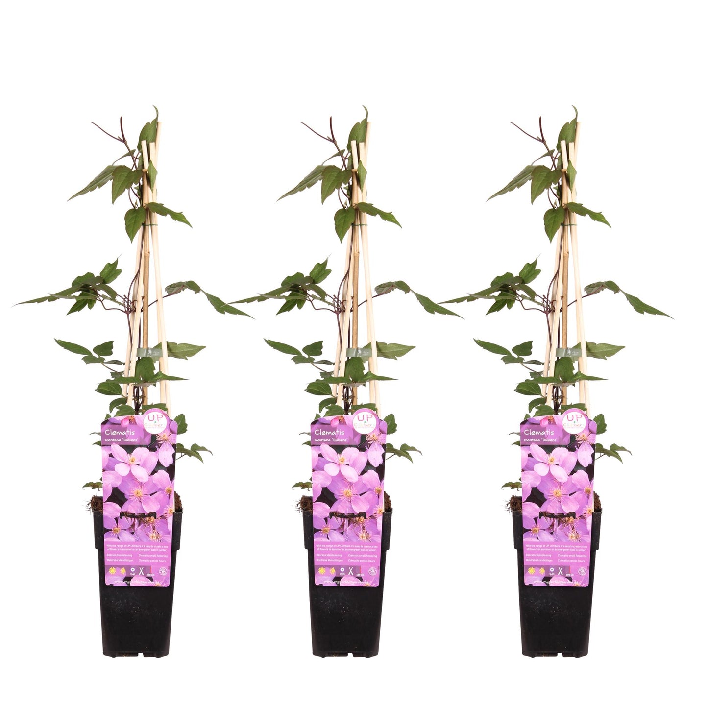 3x - Clematis Montana 'var. rubens' - ↨65cm - Ø15 - Pflanzfix24