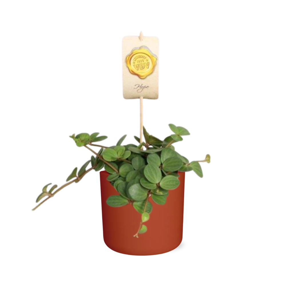 Peperomia ‘Hope’ in ELHO b.for soft rond 14cm brique - Pflanzfix24