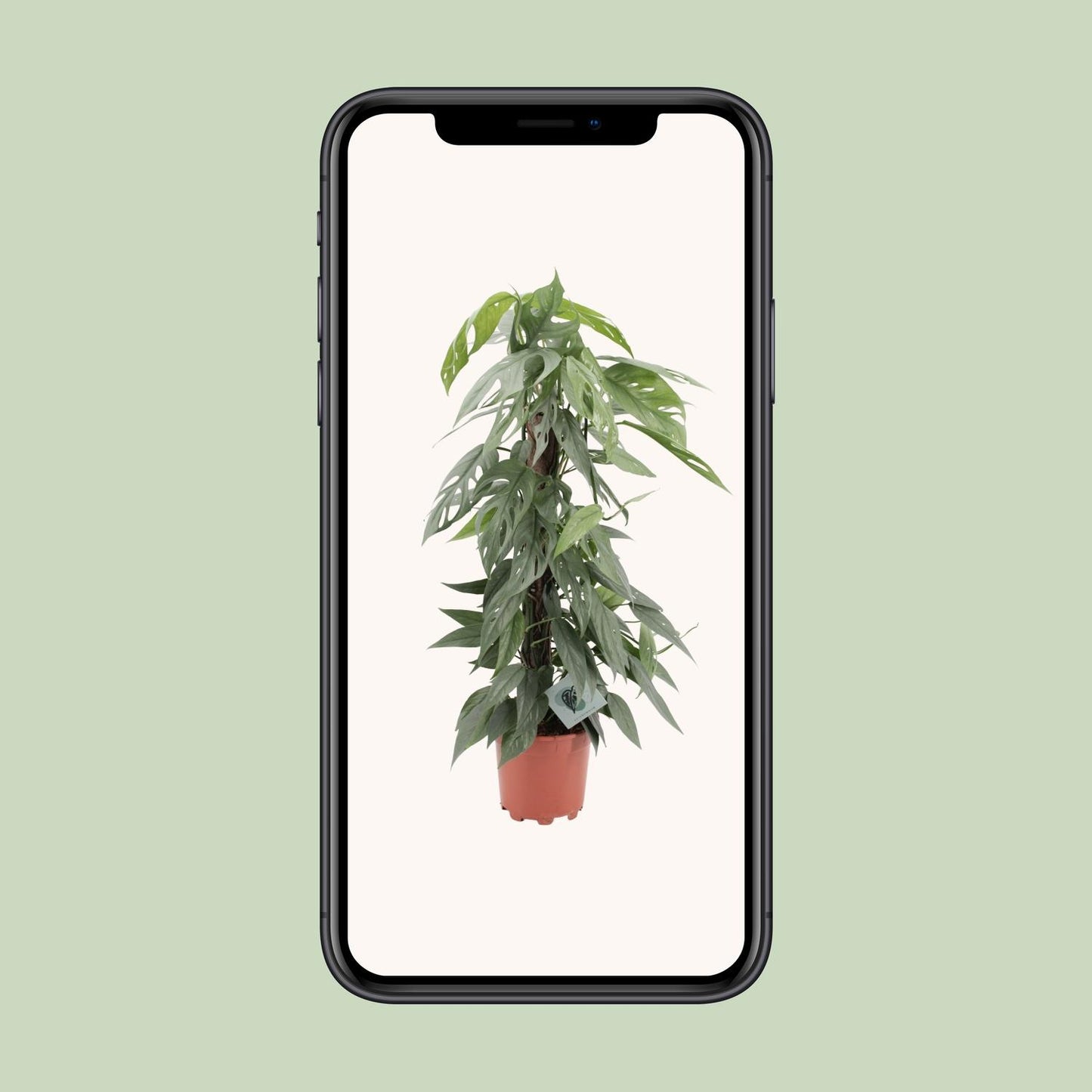 Epipremnum Pinnatum Cebu Blue - Ø17cm - ↕65cm - Pflanzfix24.de - Pflanzfix24.de