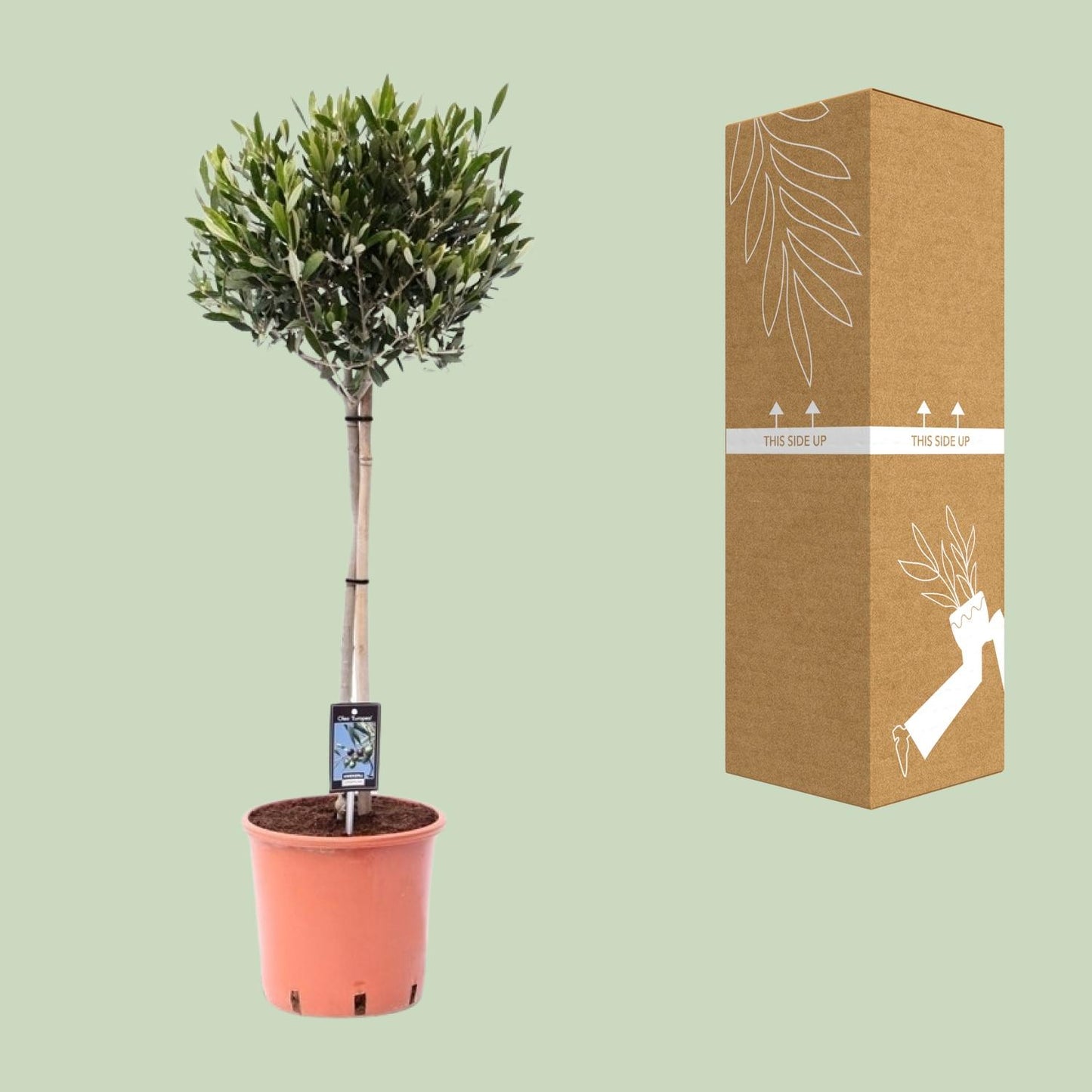 Olivenbaum Olea Olijf Ø22cm – 100cm hoch | Pflanzfix24.de - Pflanzfix24.de