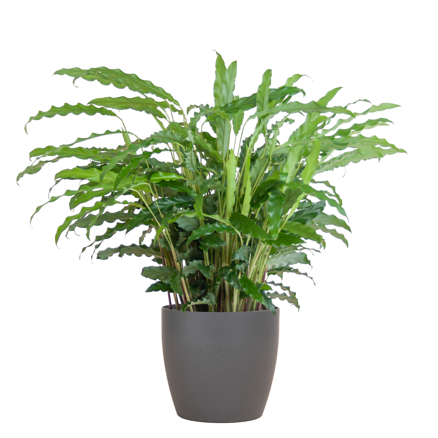 Calathea Rufibarba mit Viber Grau - 55cm - Ø17 - Pflanzfix24