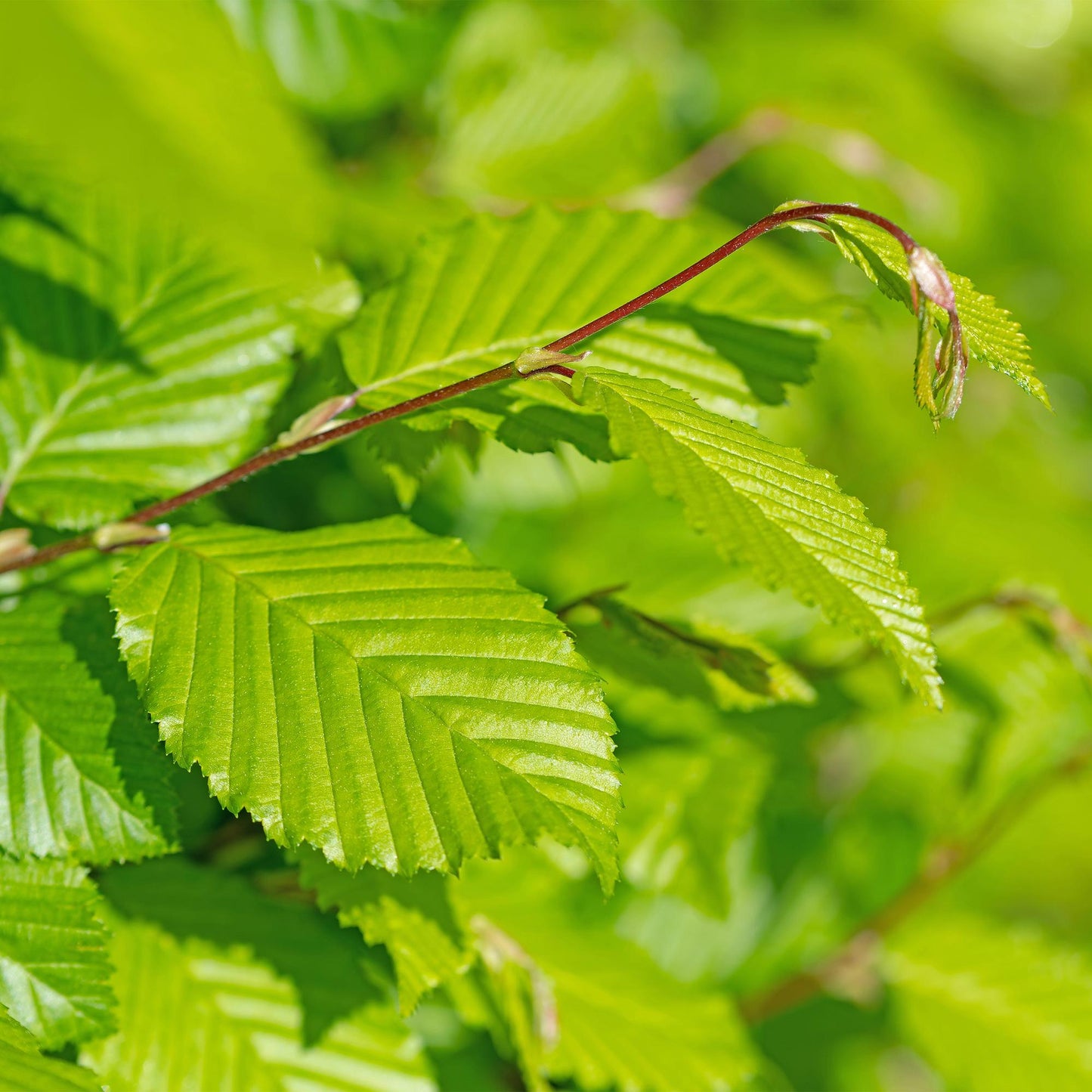 Pflanzfix24.de - Carpinus betulus Heckenpflanzen - 6 Pflanzen - 1 laufender Meter - Pflanzfix24.de