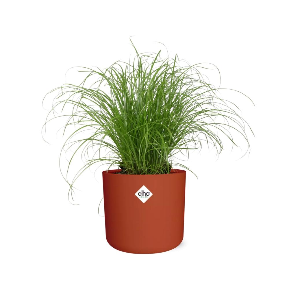 Cyperus Alternifolius Schirmgras Zimmerpflanze - ELHO b.for soft rund 14cm - brique - Pflanzfix24