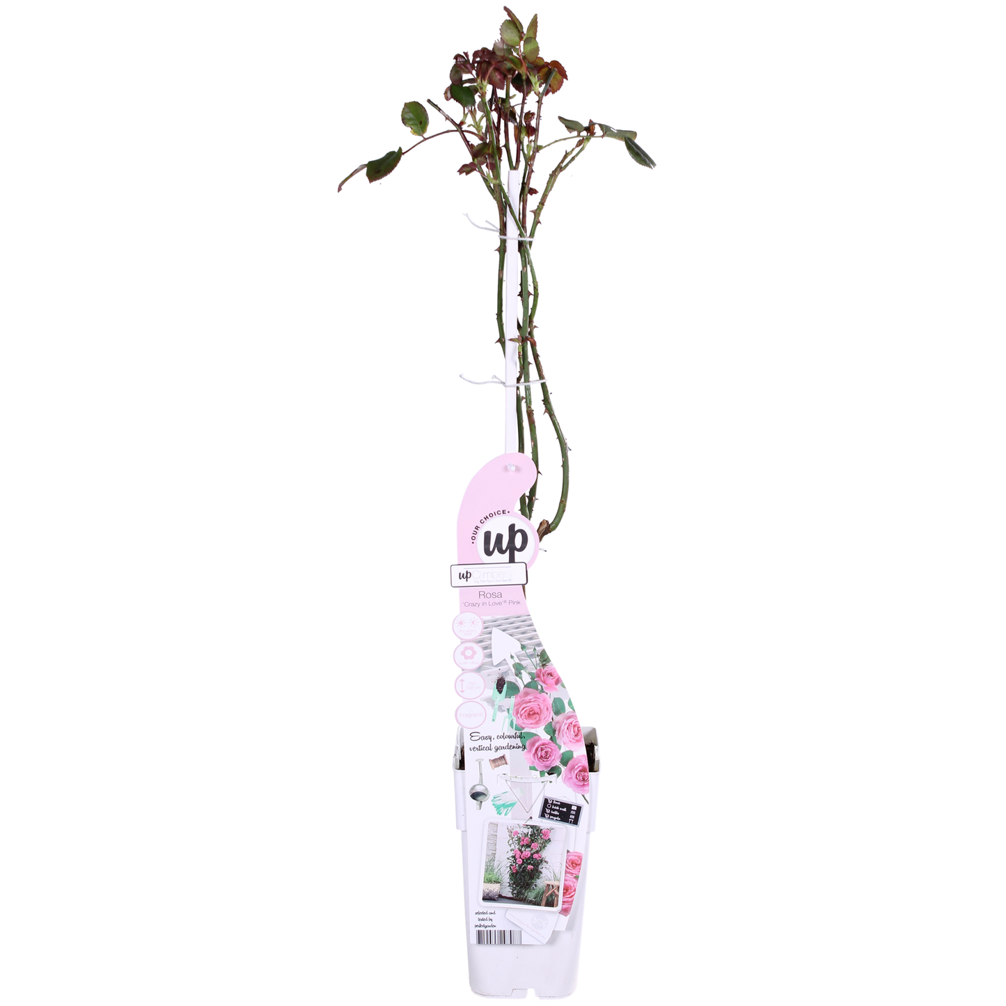 3x - Rosa Crazy in Love 'Pink' - ↨65cm - Ø15 - Pflanzfix24