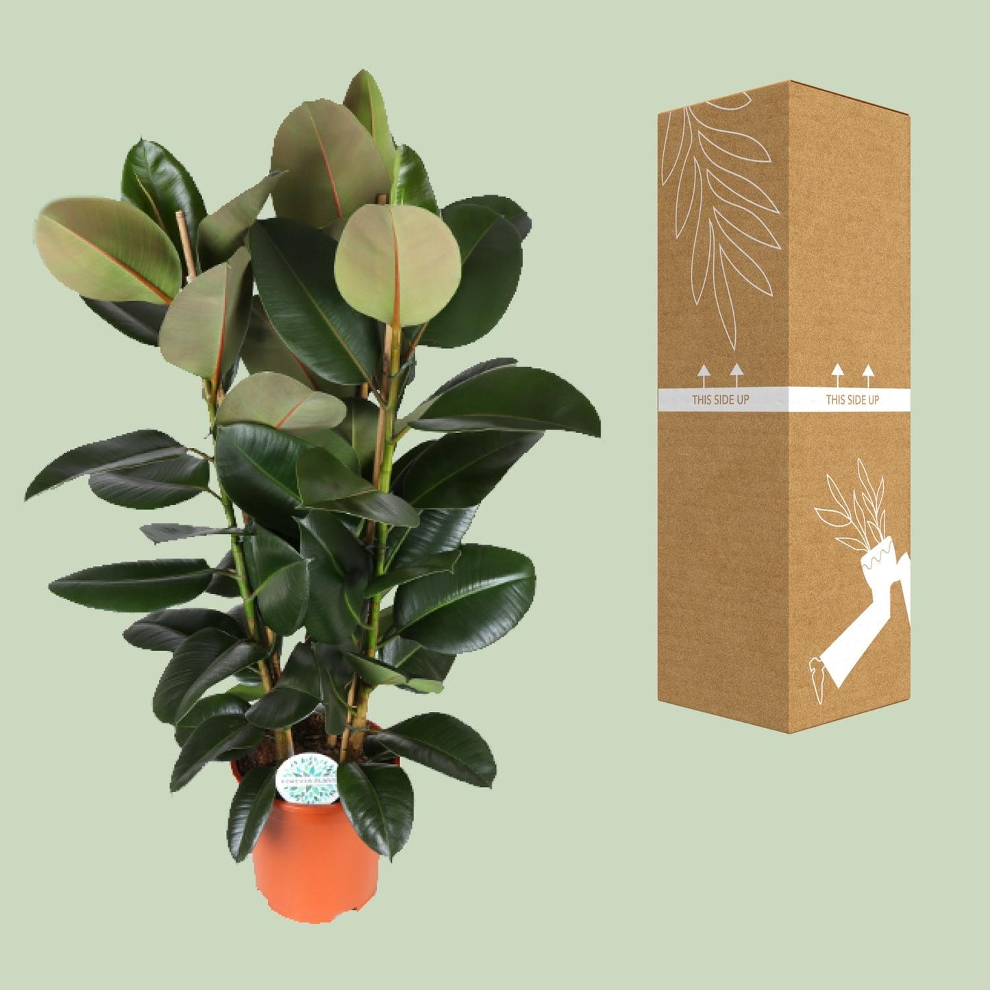 Ficus Elastica Robusta - Ø27cm - ↕115cm bei Pflanzfix24