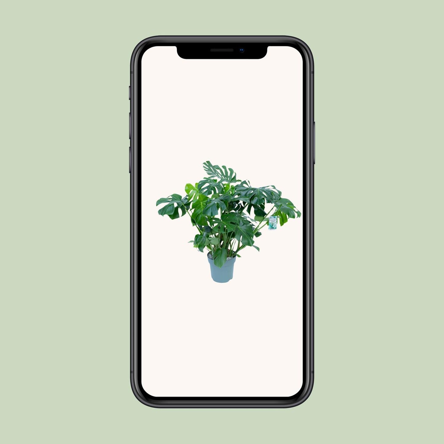 Monstera Deliciosa - Ø30cm - ↕100cm - Pflanzfix24