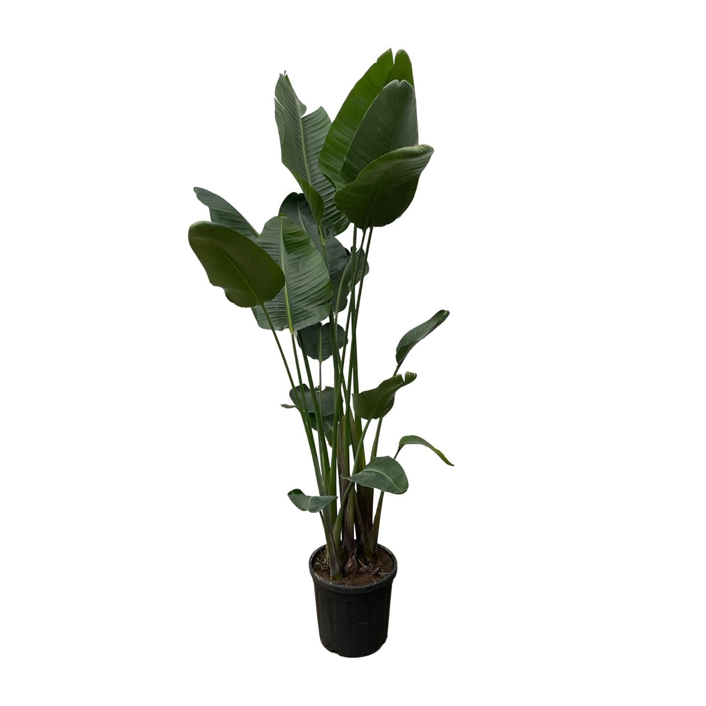 Strelitzia Nicolai XXL Weißer Paradiesvogel 250 cm - pflanzfix24
