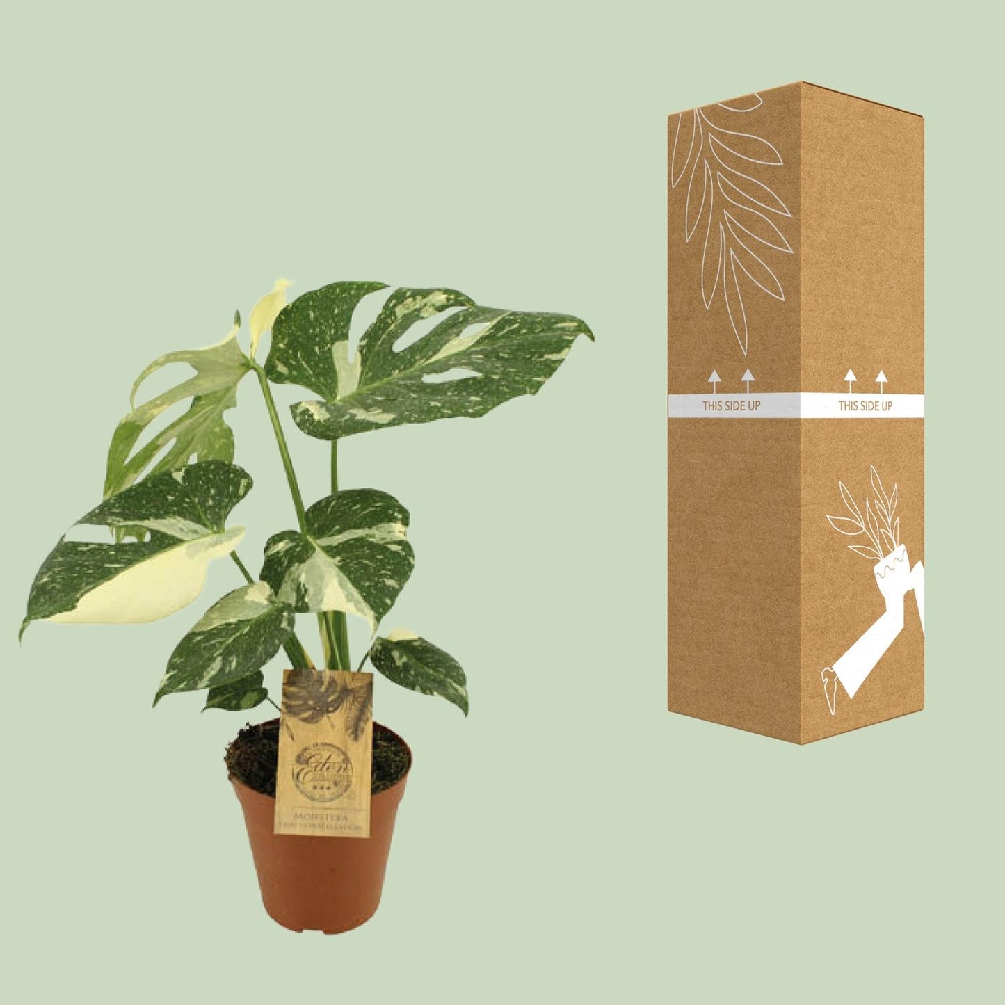 Monstera Thai Constellation Ø15cm, 50cm hoch | Pflanzfix24.de - Pflanzfix24.de