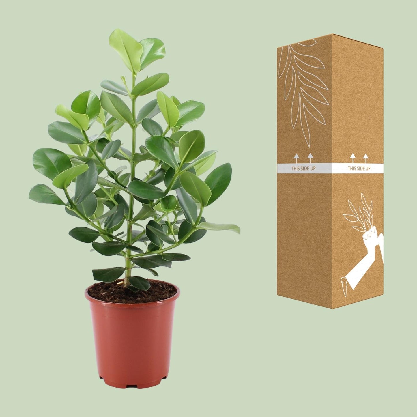 Clusia Rosea Princess - Ø24cm - ↕80cm - Pflanzfix24