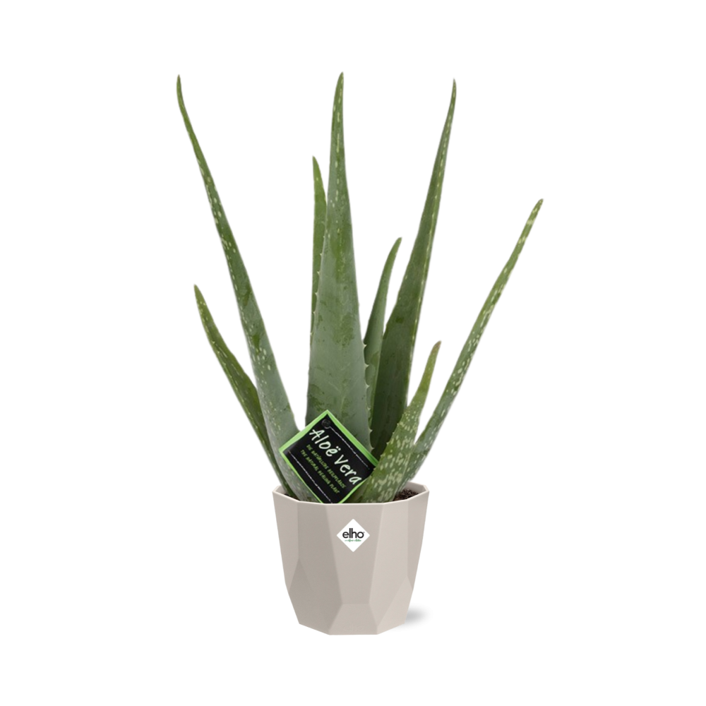 Aloe Vera 12cm in ELHO b.for rock 14 cm warm grey - Pflanzfix24