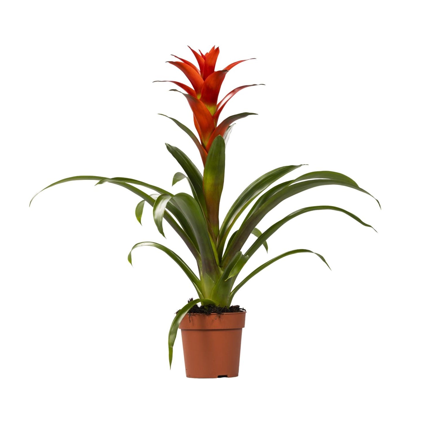 Guzmania Ostara - Ø12cm - ↕45cm - Pflanzfix24.de - Pflanzfix24.de