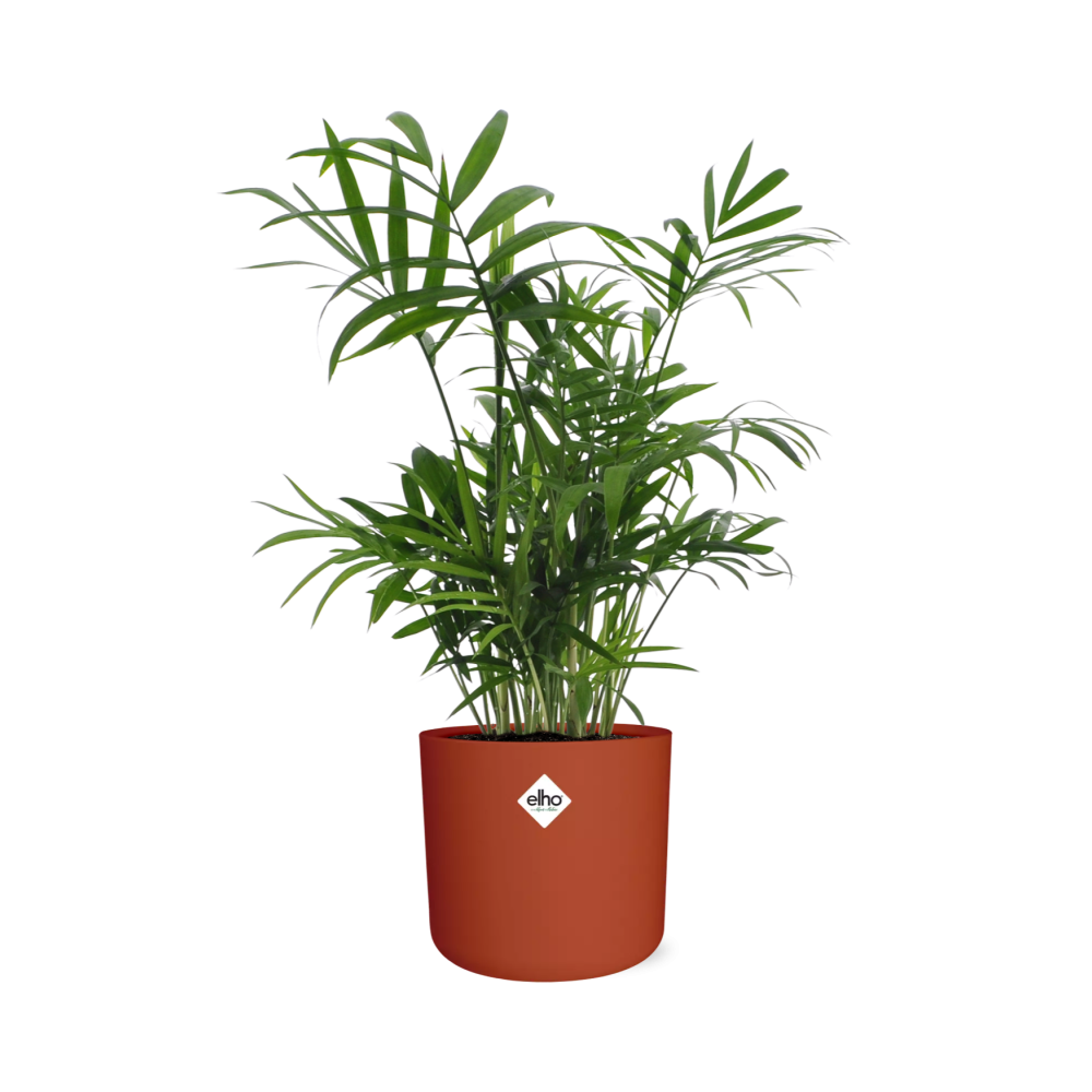Chamaedorea in ELHO b.for soft rond 14cm brique - Pflanzfix24