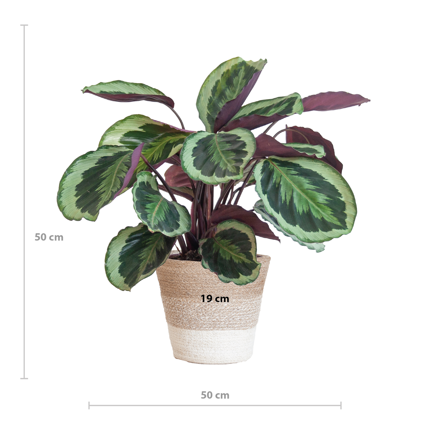 Calathea Medaillon mit weißem Lissabon-Korb - Pflanzfix24.de - Pflanzfix24.de