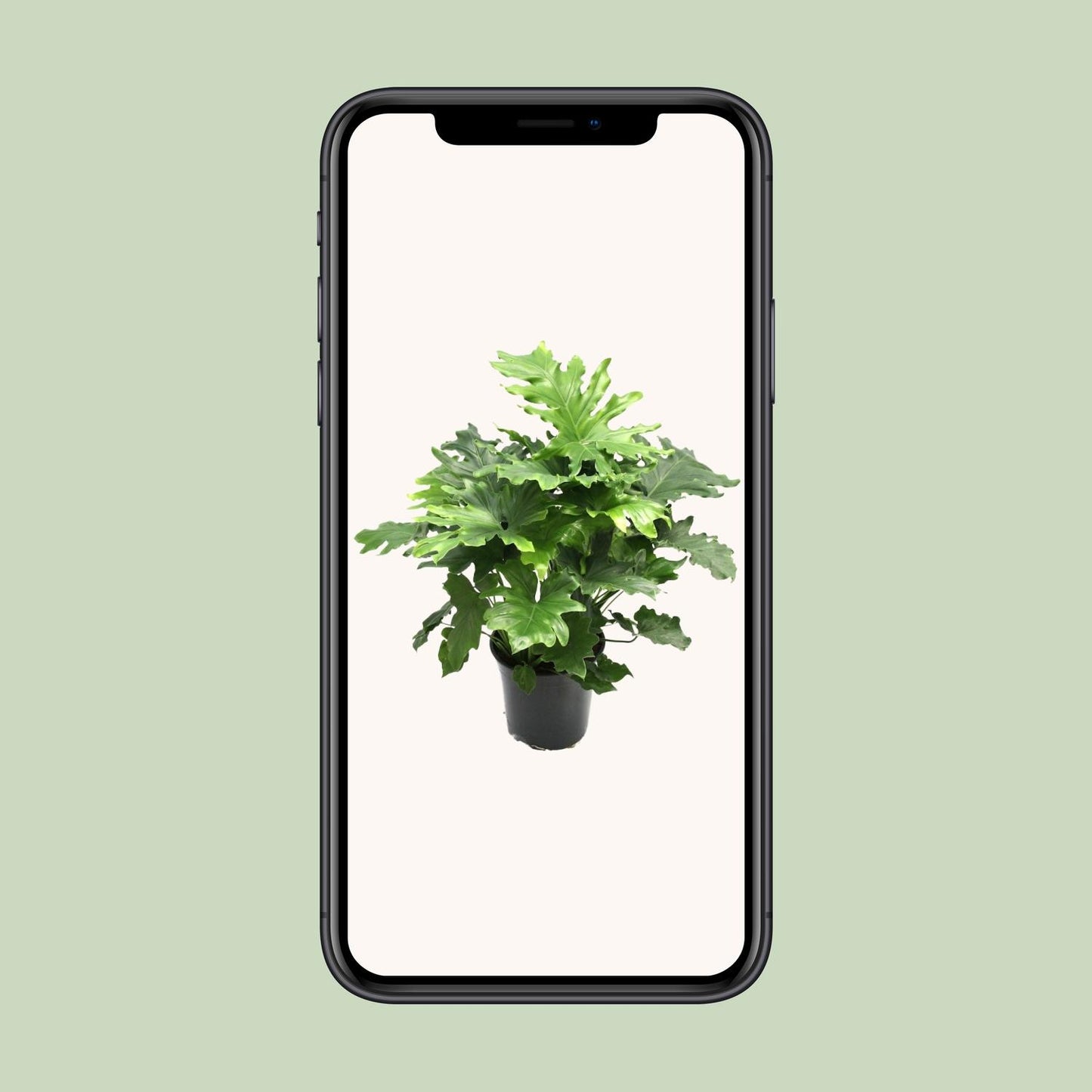 Philodendron Xanadu - Ø21cm - ↕80cm von Pflanzfix24