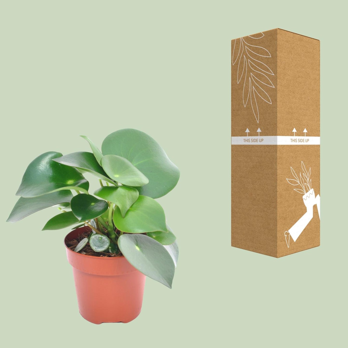 Peperomia Raindrop - Ø12cm - ↕20cm - Pflanzfix24