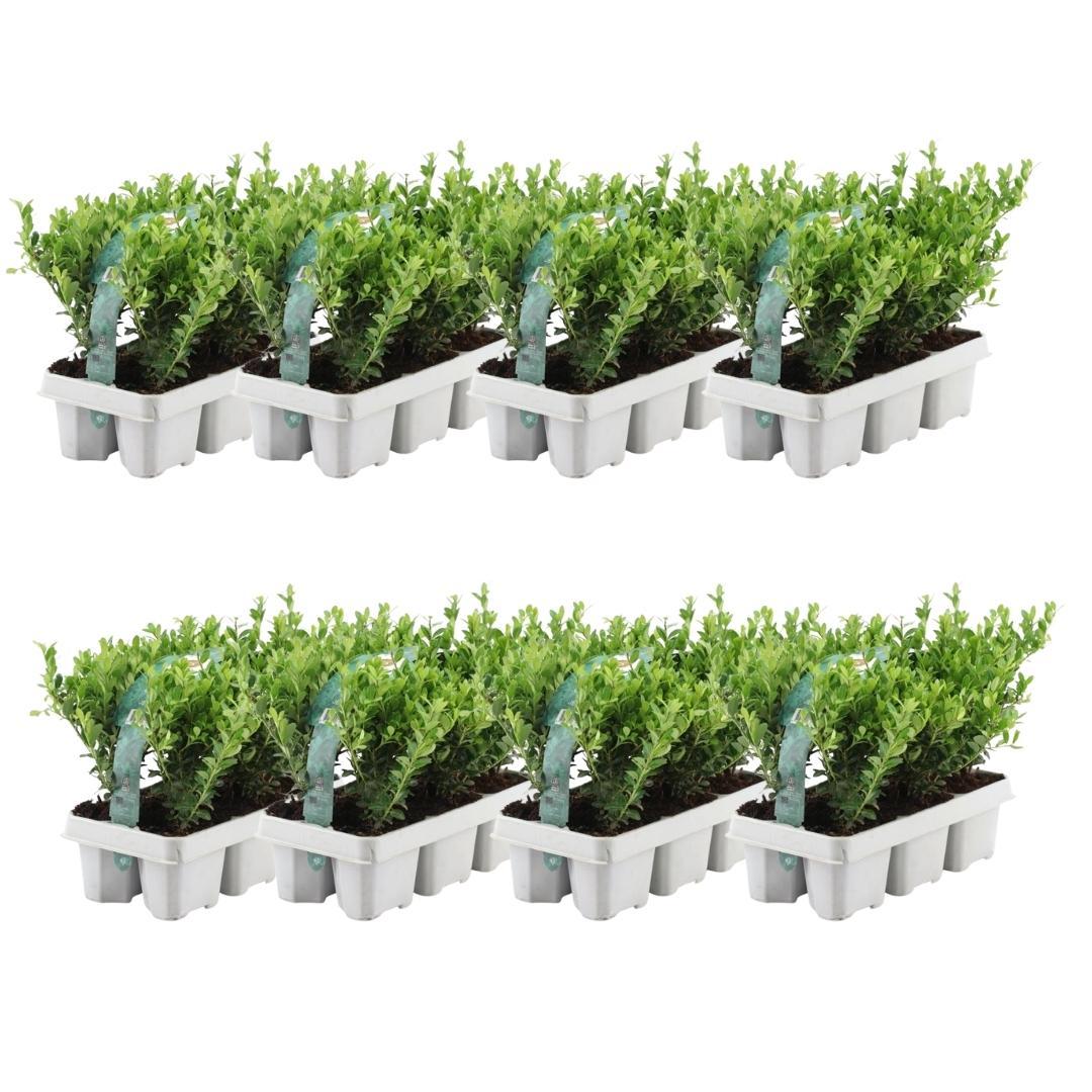 8 x 6 pack Ilex crenata 'Jenny' - Ø7 cm - Pflanzfix24.de - Pflanzfix24.de