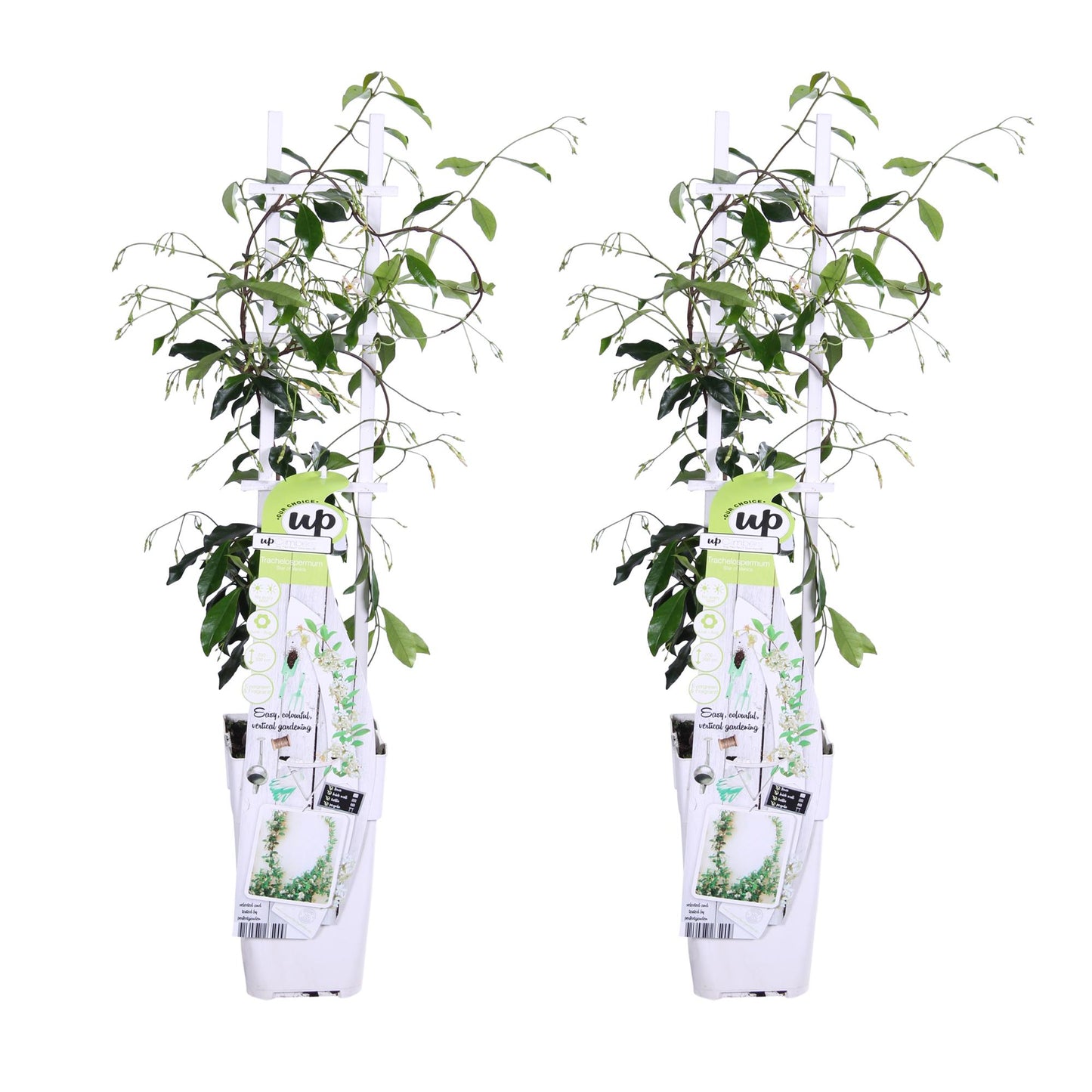 2x - Trachelospermum 'Star of Venice' - ↨65cm - Ø15 - Pflanzfix24