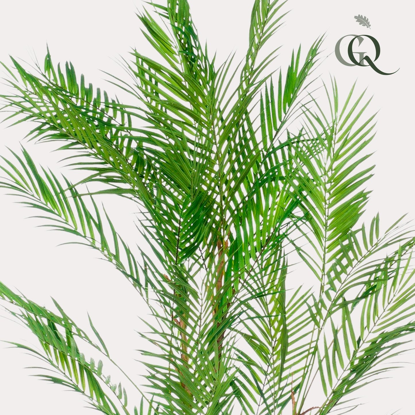Kunstpalme Chamaedorea Elegans 120 cm – Pflanzfix24.de - Pflanzfix24.de