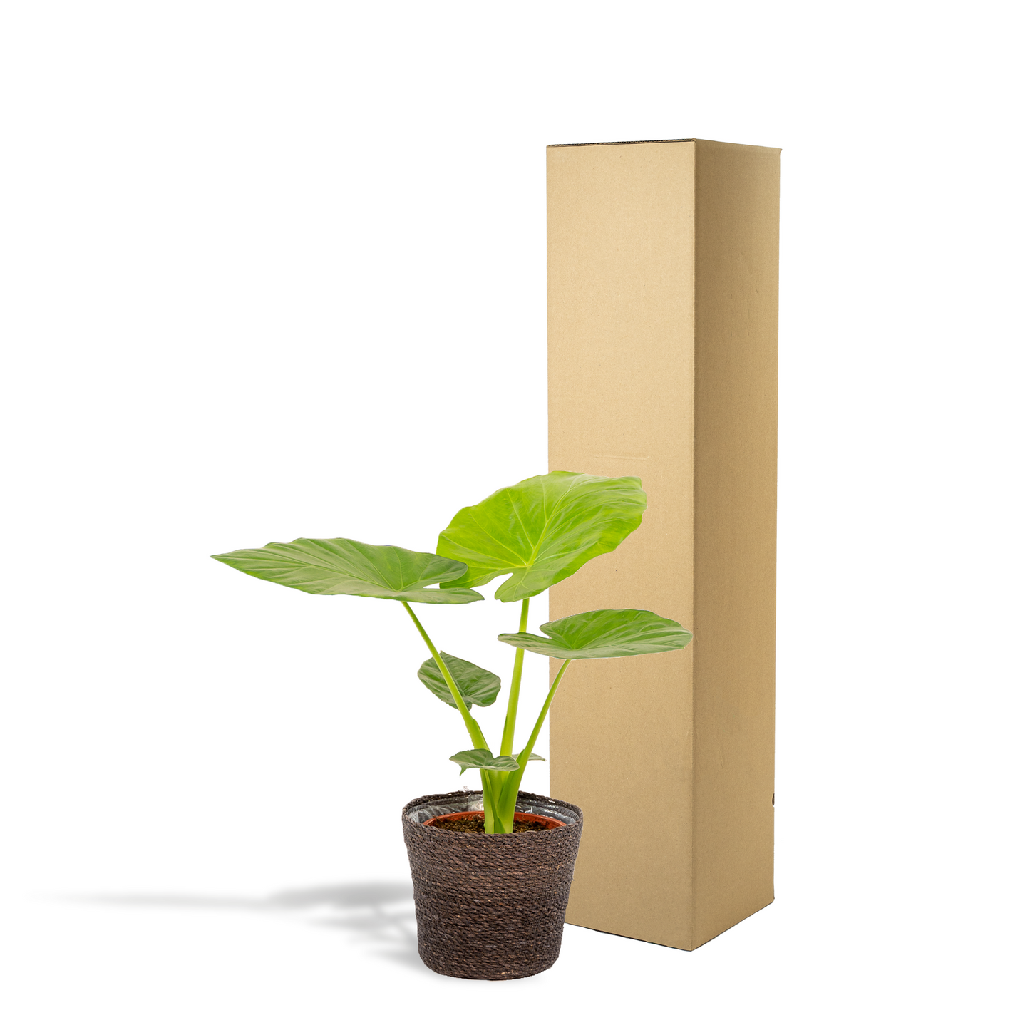 Alocasia Macrorrhiza - Ø19cm - ↕70cm + Korb Igmar - Pflanzfix24