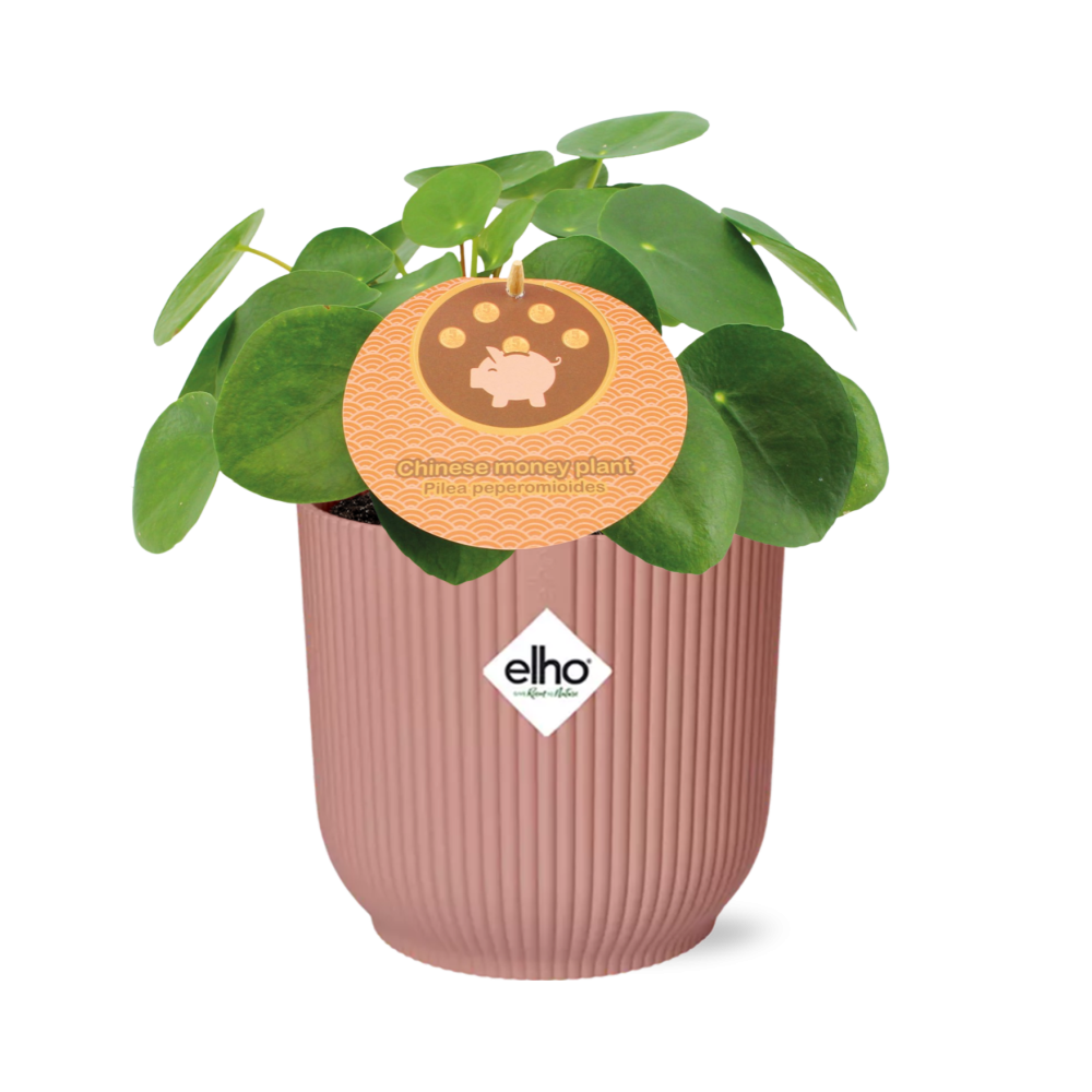 Pilea Peperomioides 12cm in ELHO Vibes Fold 14cm roze – Pflanzfix24