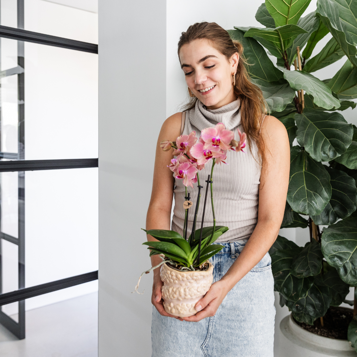 Kolibri Orchideen - KOMBI-ANGEBOT - Pirate Picotee - Pflanzfix24