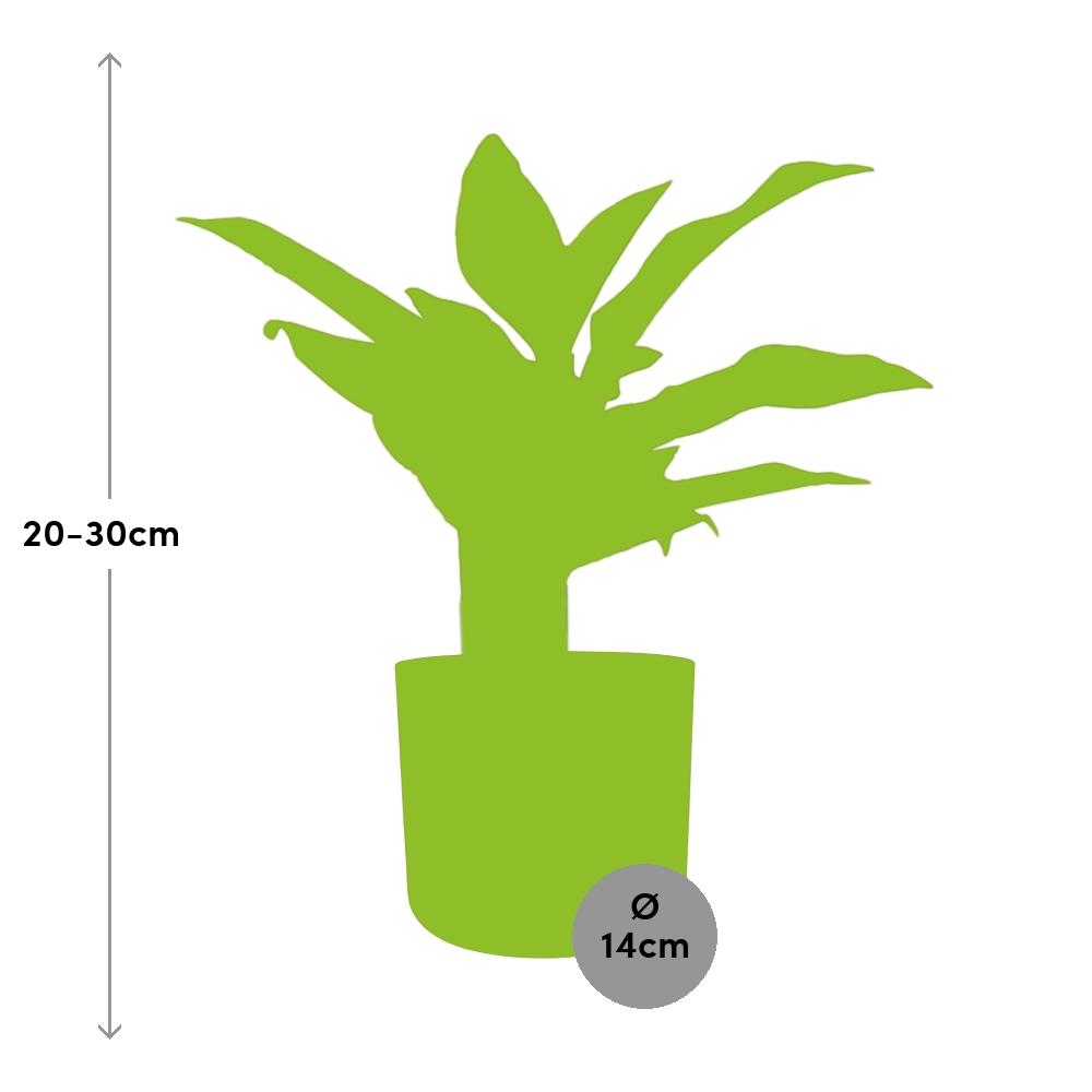 Aglaonema Crete in ELHO b.for soft rond 14cm brique - Pflanzfix24