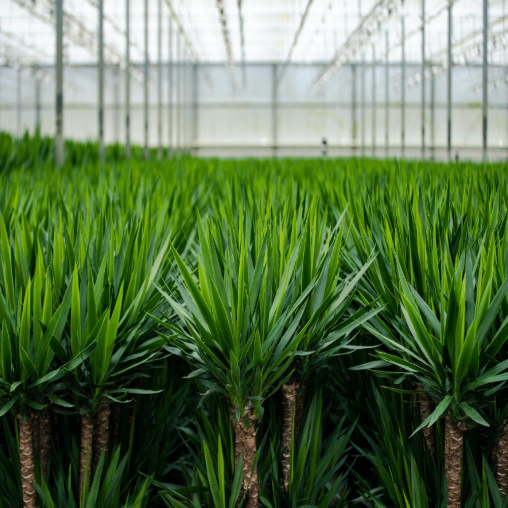 Yucca mit Topf - ↨100cm - Ø21cm bei Pflanzfix24
