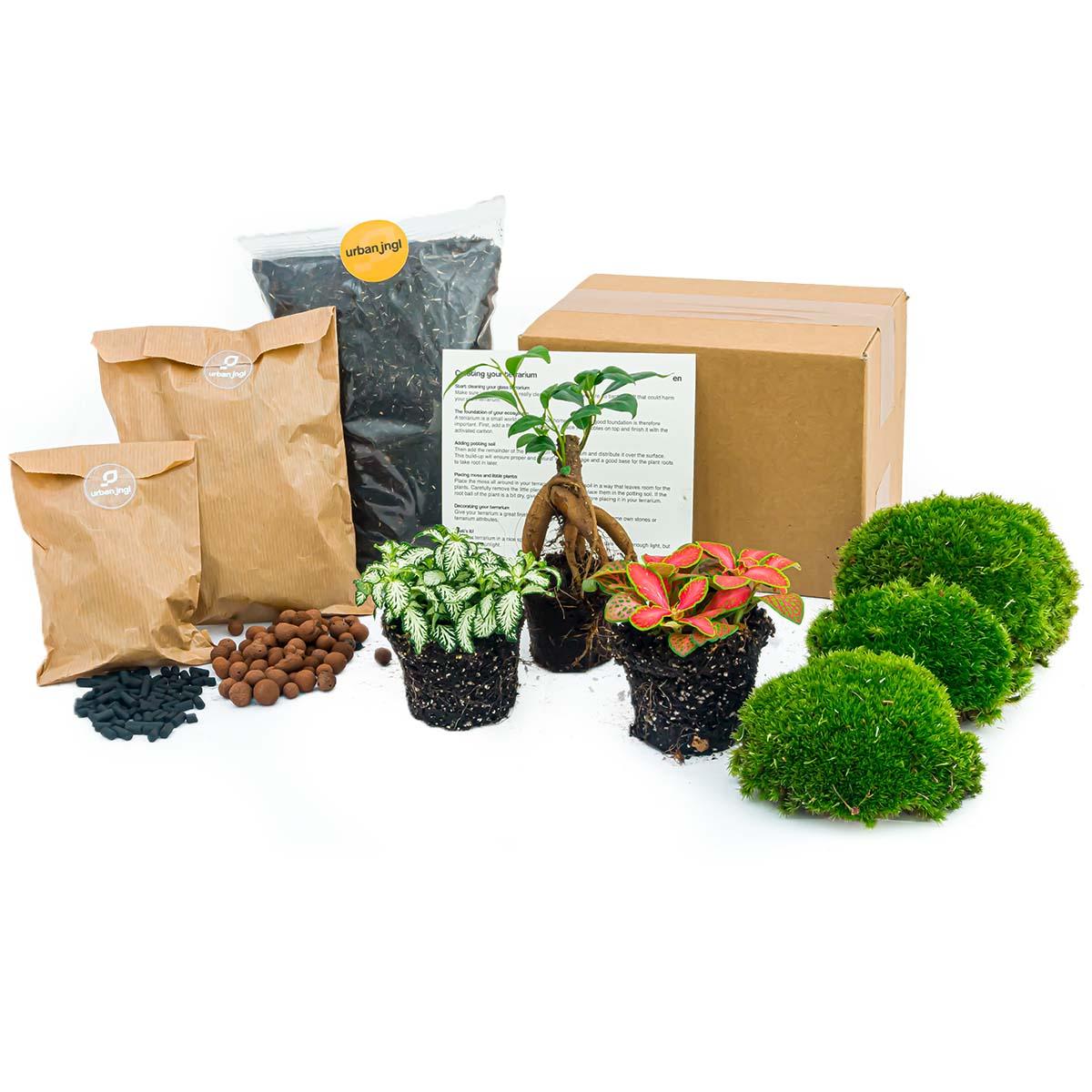 Terrarium Pflanzen Paket - Ficus Ginseng Bonsai - DIY - pflanzfix24