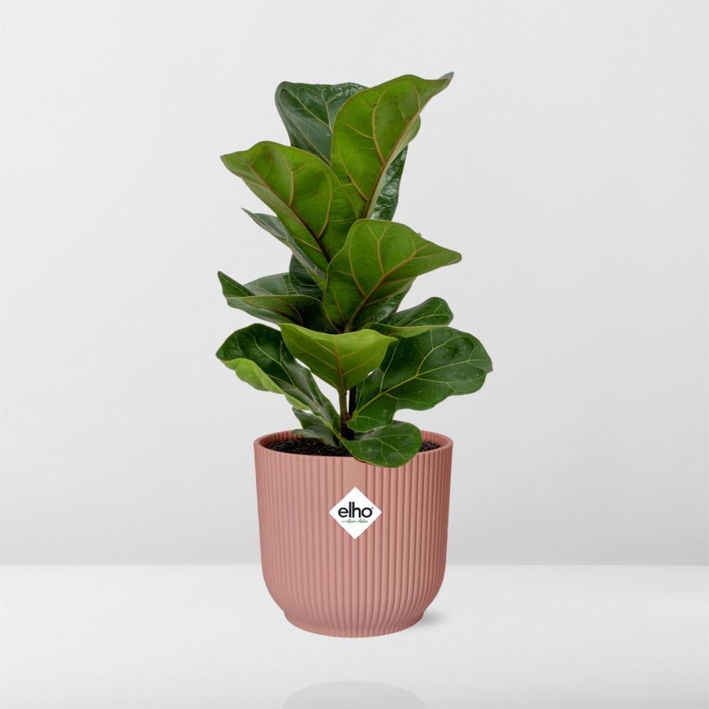 Ficus Lyrata Bambino im ELHO Vibes Fold 14cm – Pflanzfix24