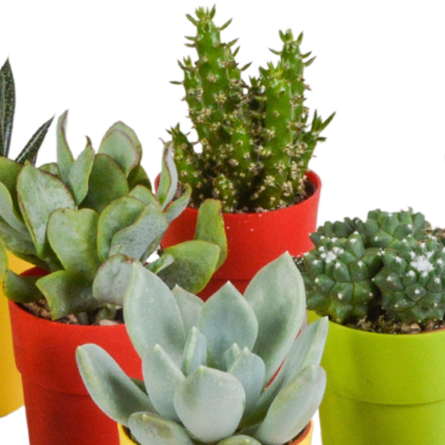 Cactus en vetplanten Mischung 5,5 cm | 15 stück - in gekleurde plasticpot - Pflanzfix24.de - Pflanzfix24.de