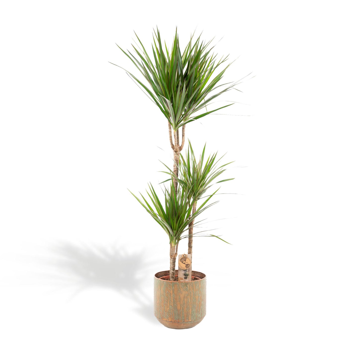 Dracaena Marginata mit Topf - 120cm Höhe - Ø21cm - Pflanzfix24