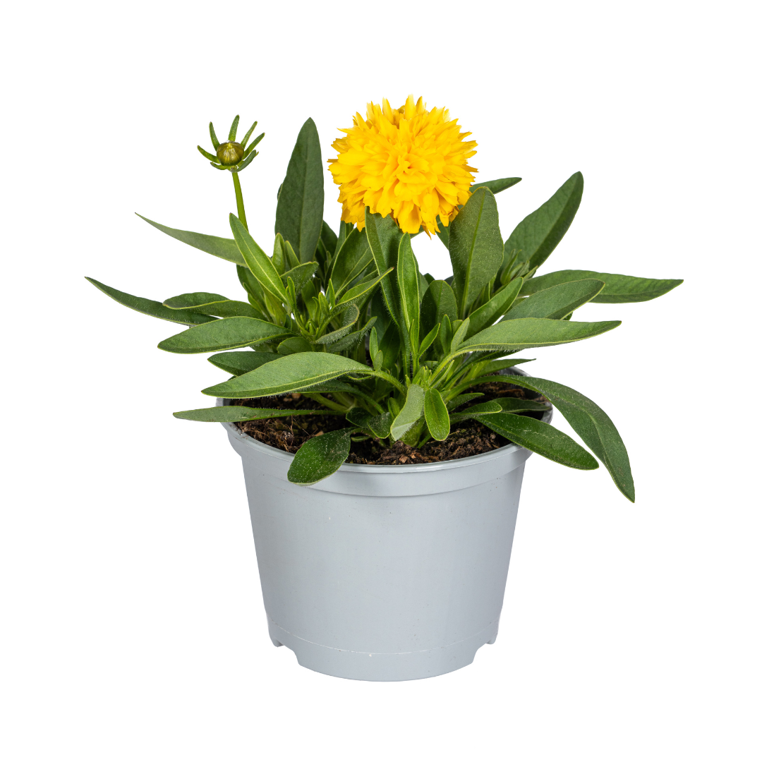 8x Coreopsis Grandiflora Ø13cm - ↕25 - 35cm - Pflanzfix24.de - Pflanzfix24.de