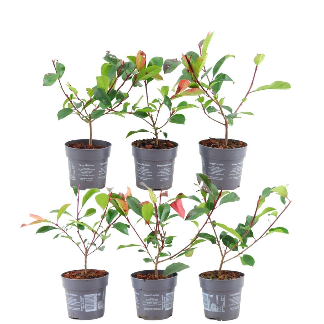 Pflanzfix24 - 1 Meter Glanzmispel Hecke - Photinia fraseri 'Red Robin' - 6 winterharte Heckenpflanzen