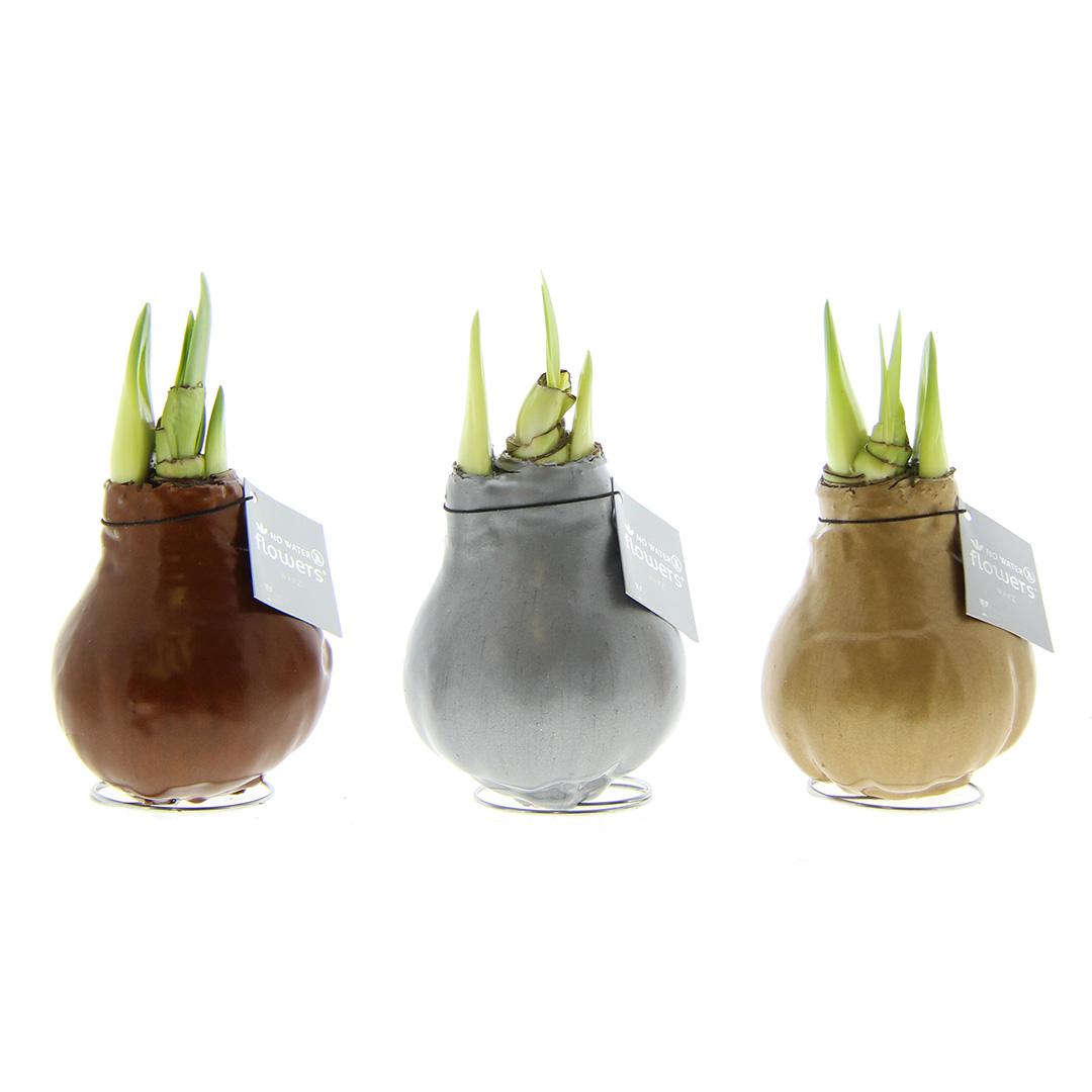 No Water Flowers® (wax amaryllis) | Waxz® Metallic Mix (3 pack) + Red flower - Pflanzfix24