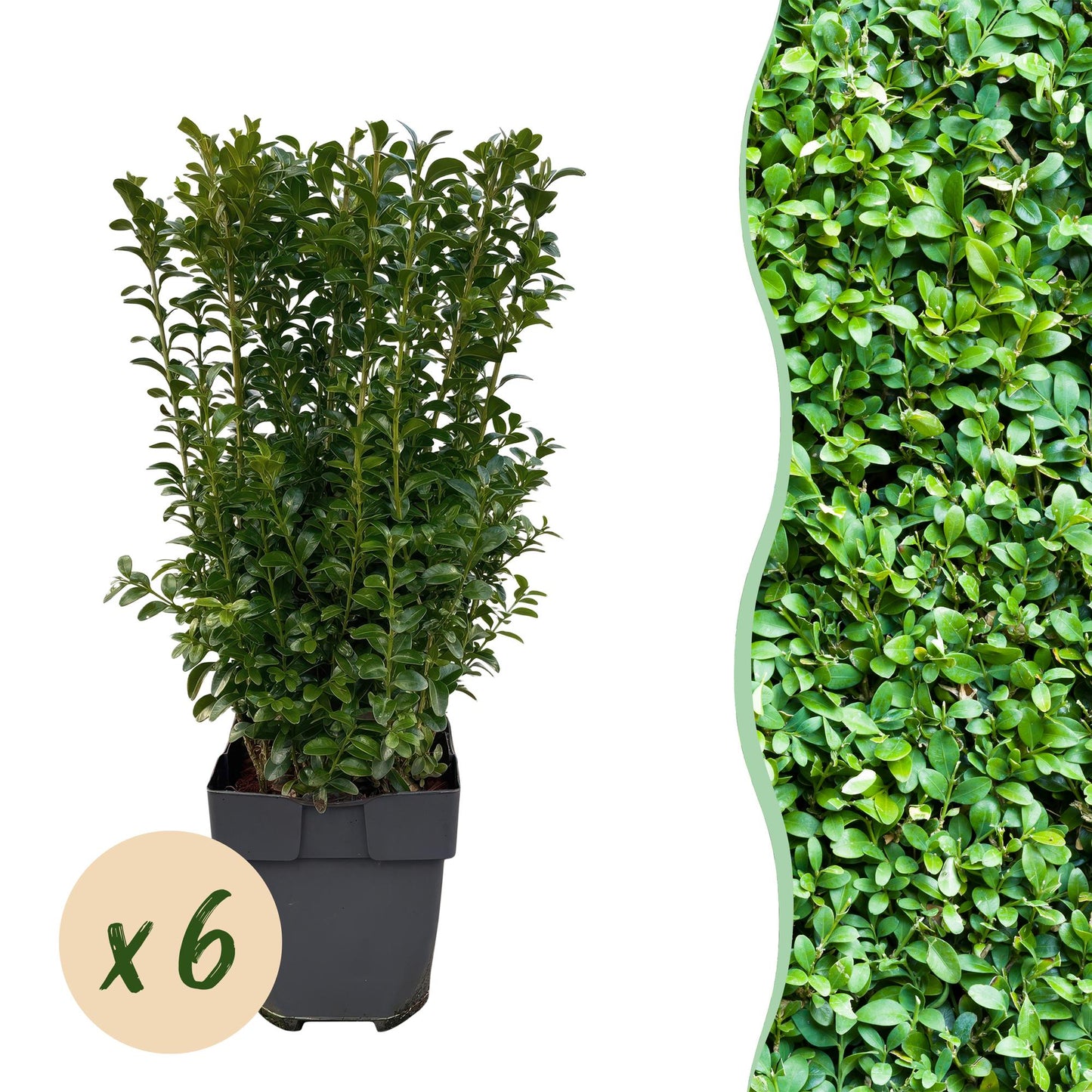 GreenboutiQ - Heckenpflanzen - Buxus sempervirens - Blatt grün - 6 Pflanzen - 1 laufender Meter - immergrün - Topf 17cm Höhe 45cm - Pflanzfix24.de
