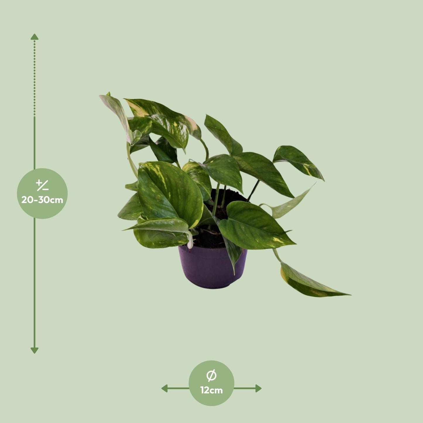 Scindapsus Aureum 12cm – Pflegeleicht & elegant | Pflanzfix24.de - Pflanzfix24.de