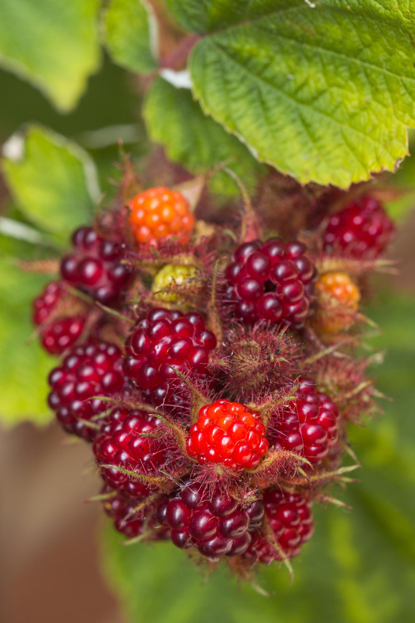 3x - Rubus mix - ↨45cm - Ø13 - Pflanzfix24