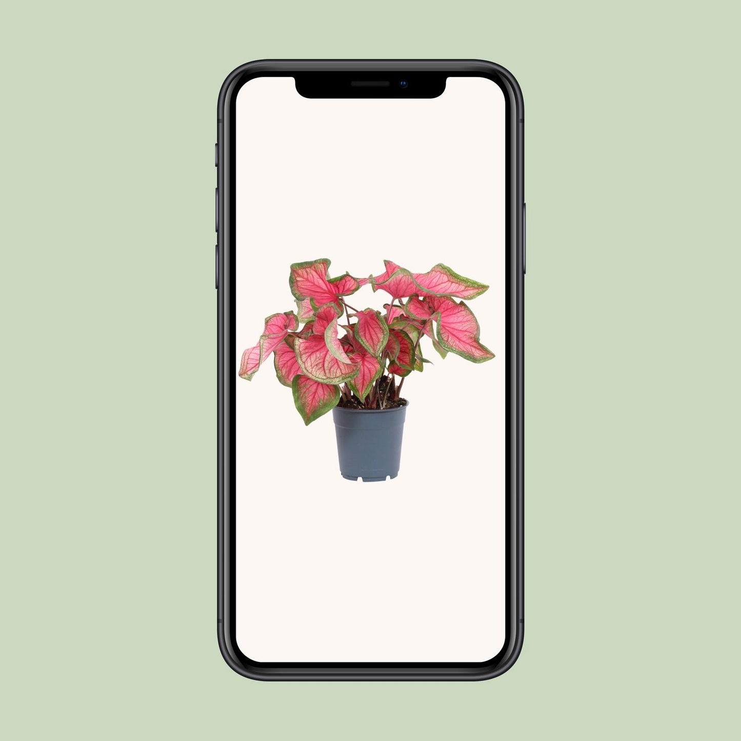 Caladium Sweetheart - Ø12cm - ↕25cm bei Pflanzfix24
