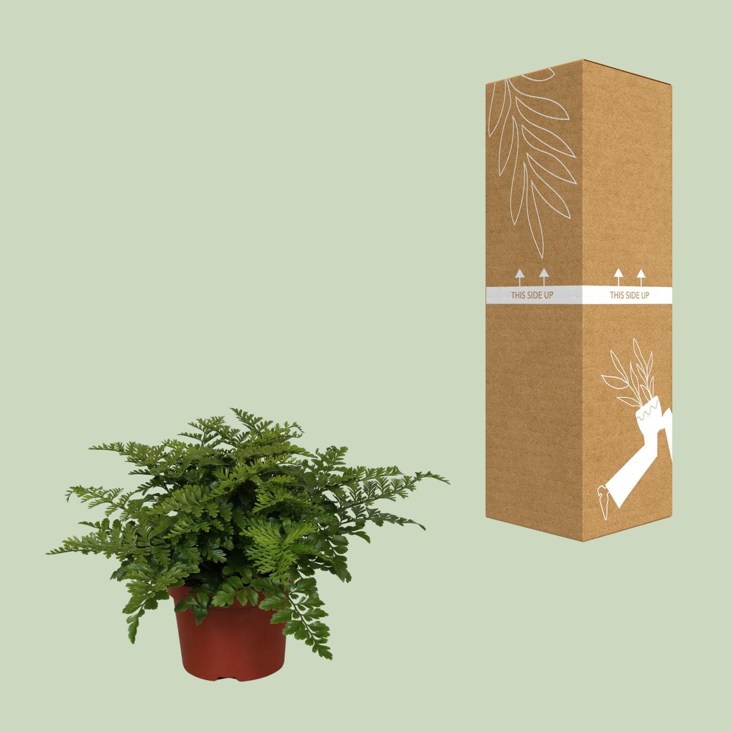 Asplenium Parvati - Ø12cm - ↕25cm - Pflanzfix24.de - Pflanzfix24.de