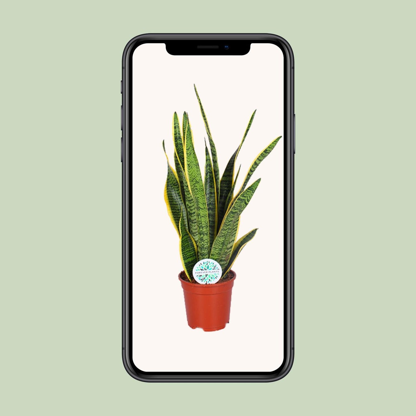 Sansevieria Trifasciata Laurentii Ø17cm | Luftreinigende Zimmerpflanze - Pflanzfix24