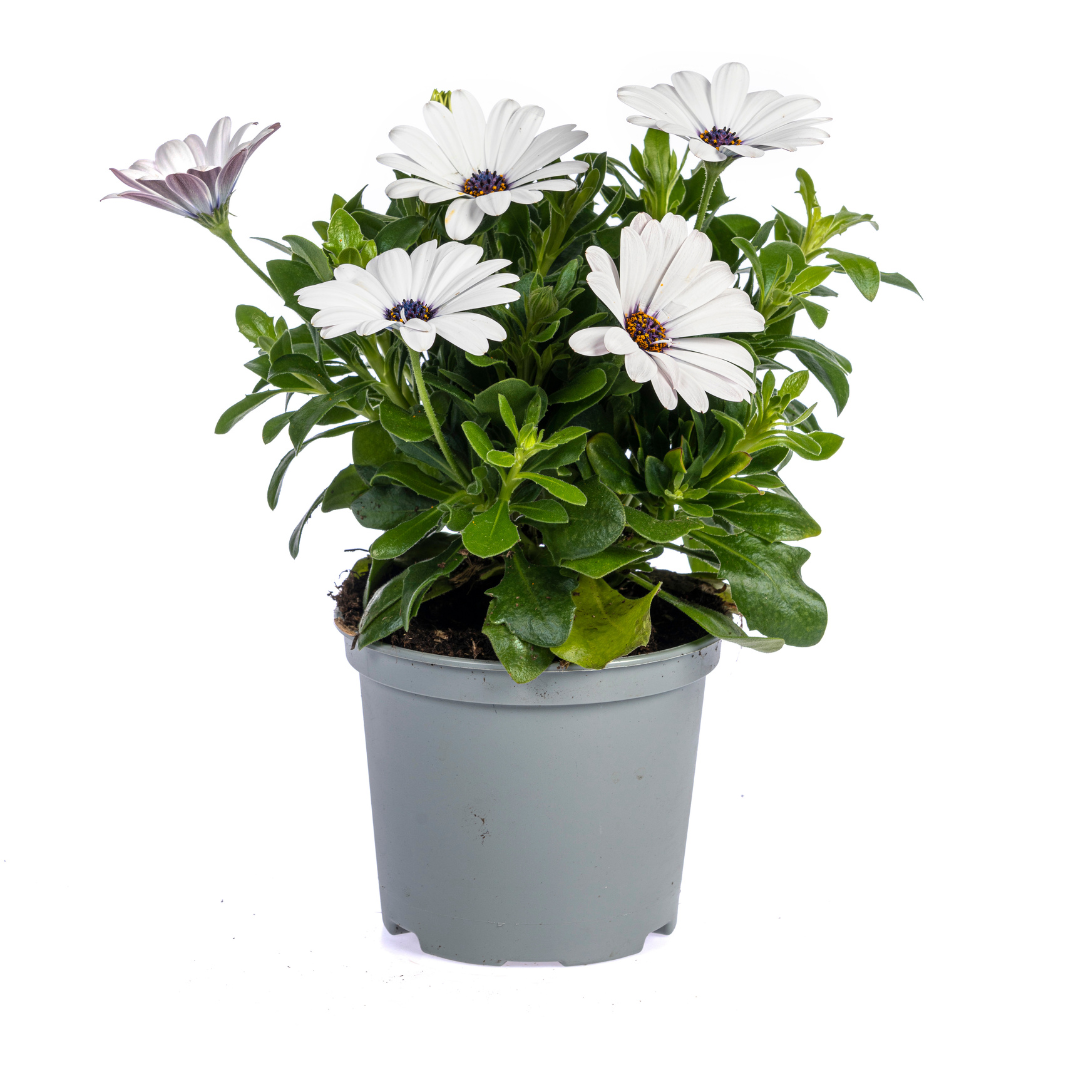 8x Osteospermum ecklonis Mix Ø12 cm - ↕20 cm bei Pflanzfix24
