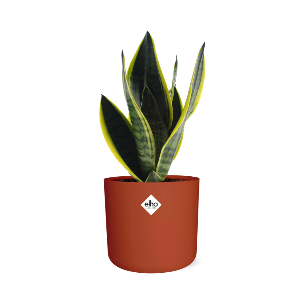 Sansevieria Futura Superba in ELHO b.for soft rond 14cm brique - Pflanzfix24