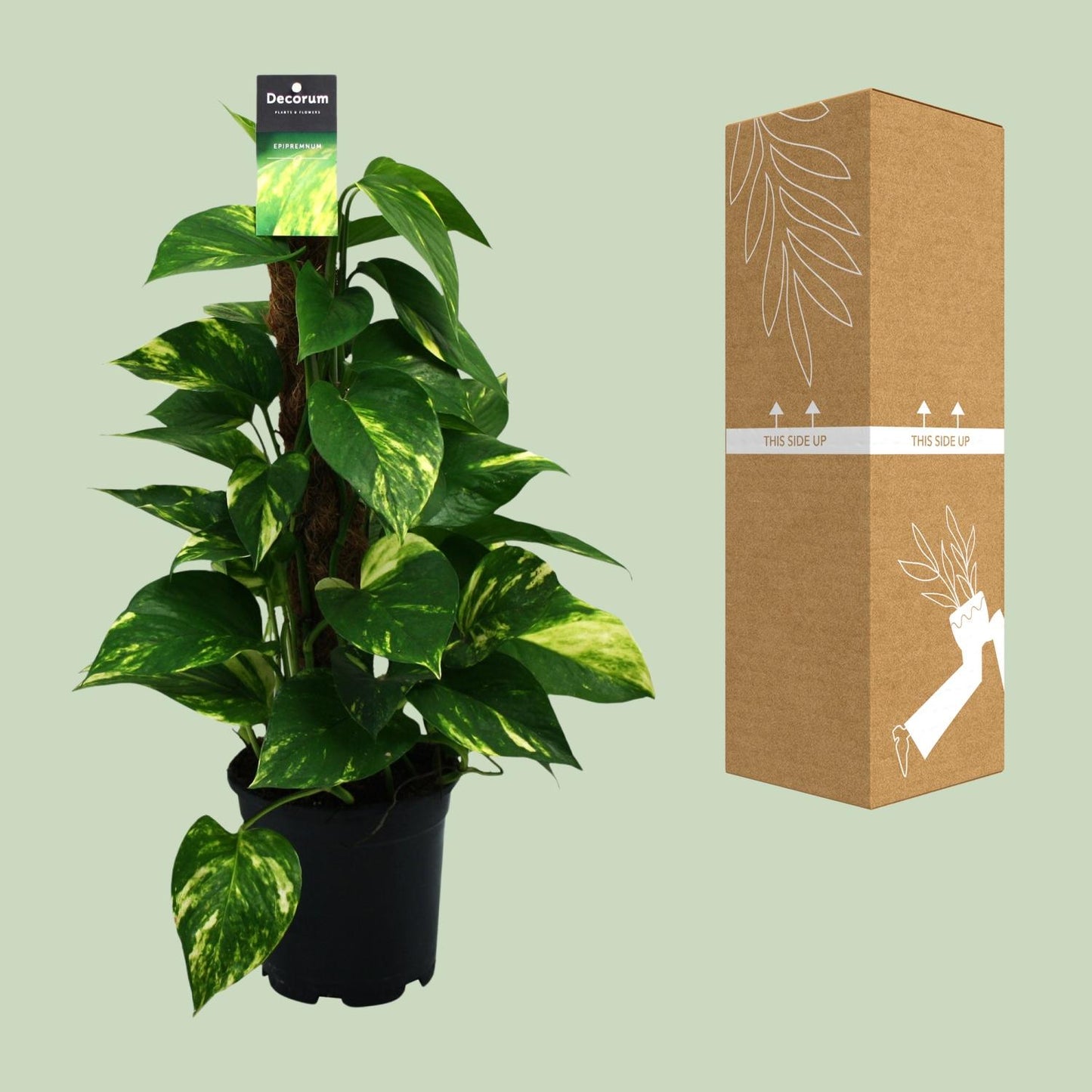 Scindapsus Epipremnum Ø15cm - Zimmerpflanze ca. 50cm - Pflanzfix24.de - Pflanzfix24.de
