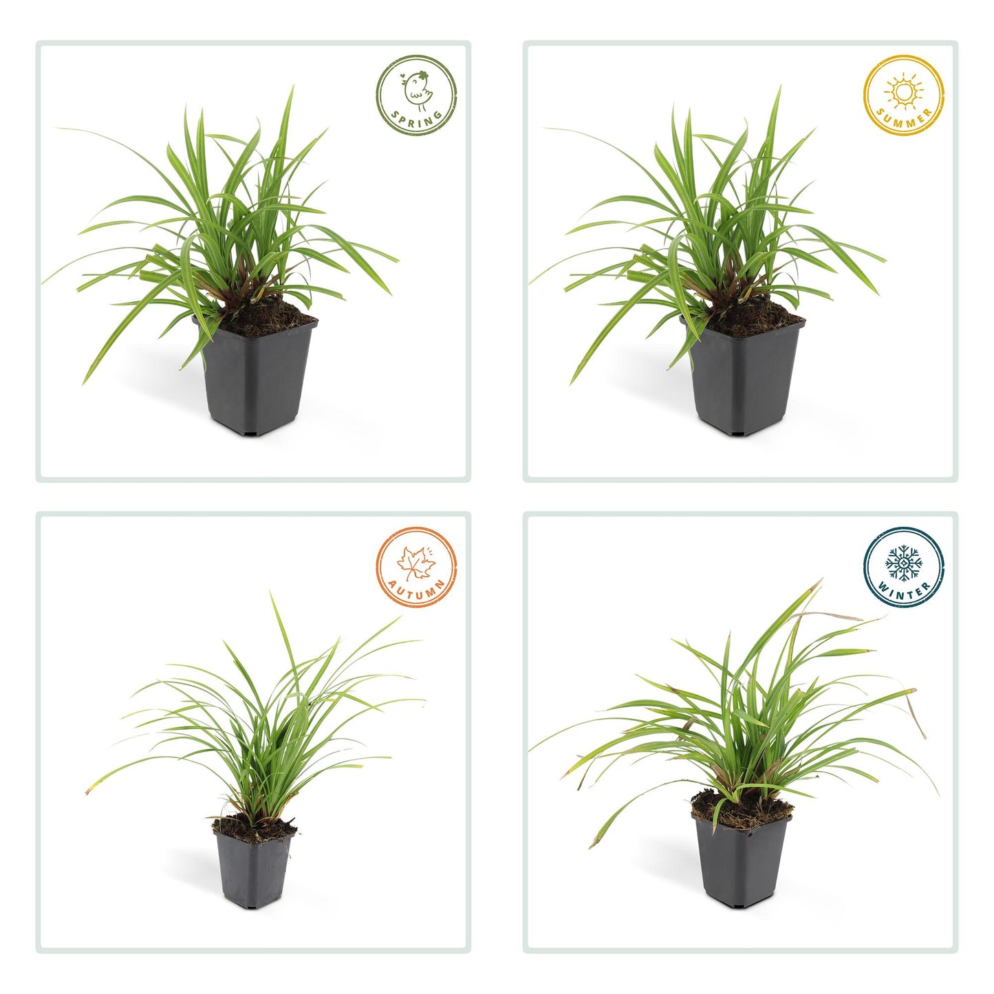 6x Carex morrowii 'Irish Green' - ↕10-25cm - Ø9cm - Pflanzfix24.de - Pflanzfix24.de