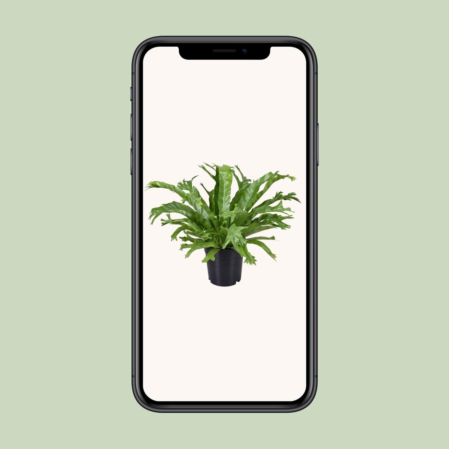 Asplenium Nidus Crissie - Ø17cm - ↕40cm - Pflanzfix24.de - Pflanzfix24.de