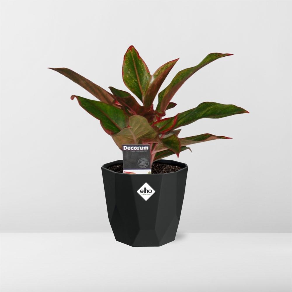 Aglaonema Crete in 14cm b.for rock living black - Pflanzfix24
