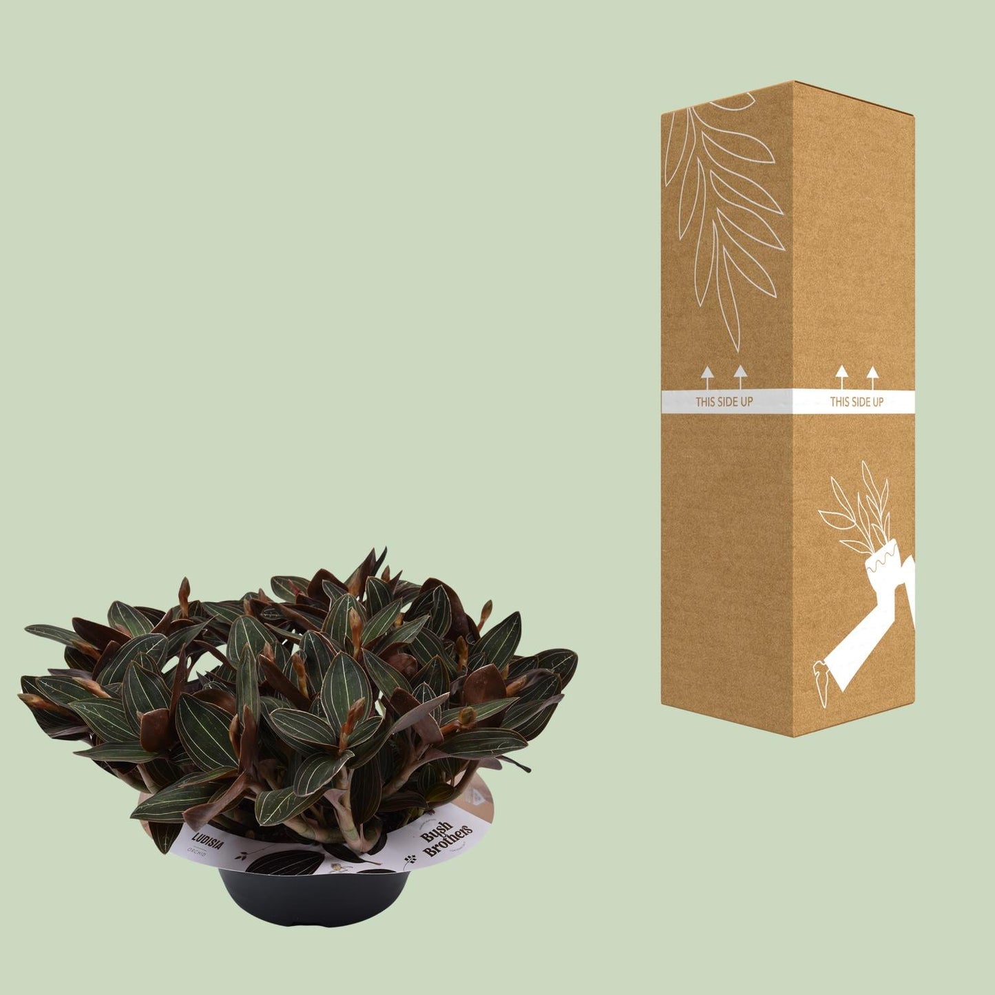 Ludisia Discolor Schwarze Juwelorchidee - 23 cm Schale - Ø23cm - ↕45cm - Pflanzfix24